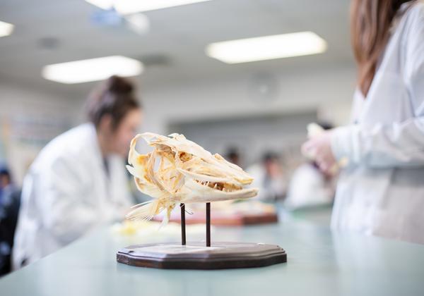 VIU students and a fish head skeleton in the lab