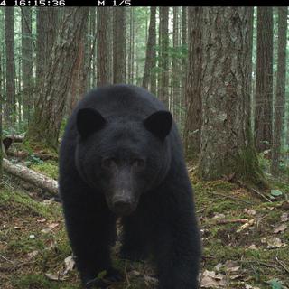 Black bear in a forest