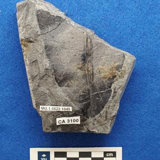 Cretaceous Nilssonia fossils in shale