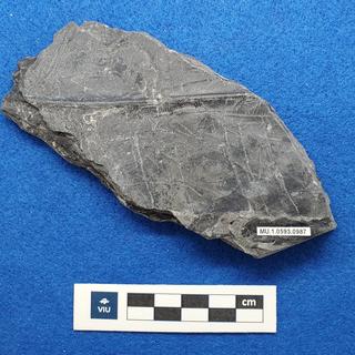 Cretaceous Nilssonia fossils in shale