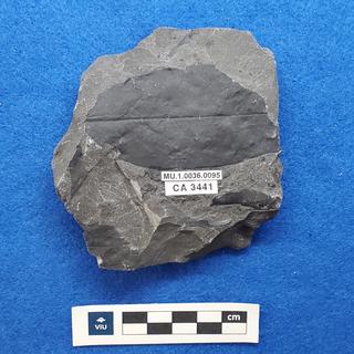 Cretaceous dicot leaf fossils in shale