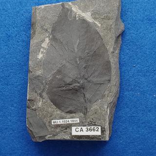 Cretaceous dicot leaf fossils in shale