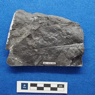 Cretaceous dicot leaf fossils in shale