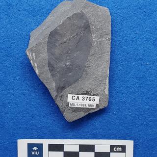 Cretaceous dicot leaf fossils in shale