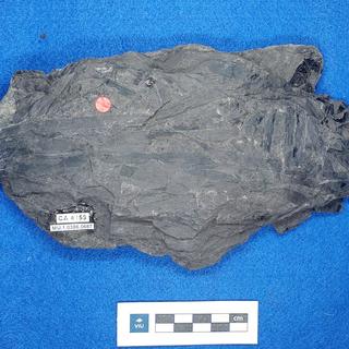 Cretaceous non-palm monocot fossils in shale