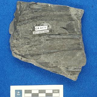 Cretaceous non-palm monocot fossils in shale