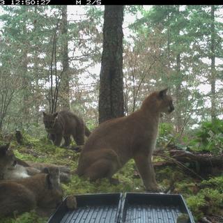 Family of cougars in a forest.