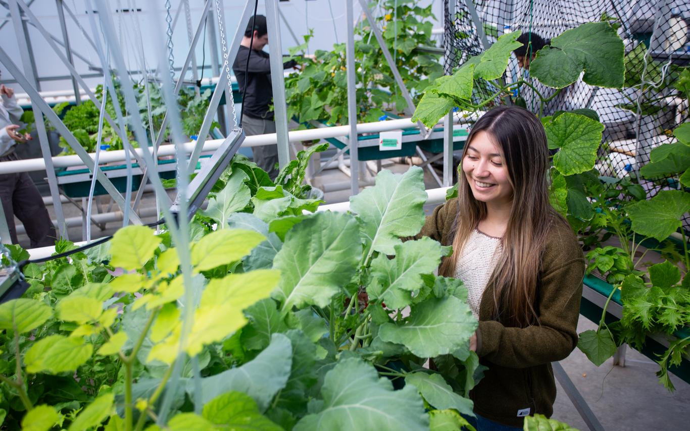 Fish and Aqua student working in greenhouse